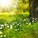 spring, tree, flowers